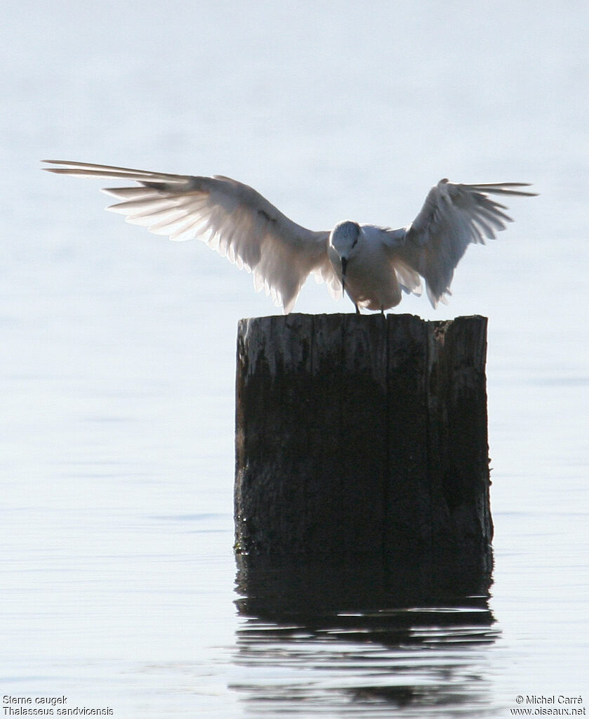 Sandwich Tern