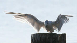 Sandwich Tern