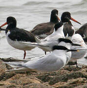 Sandwich Tern