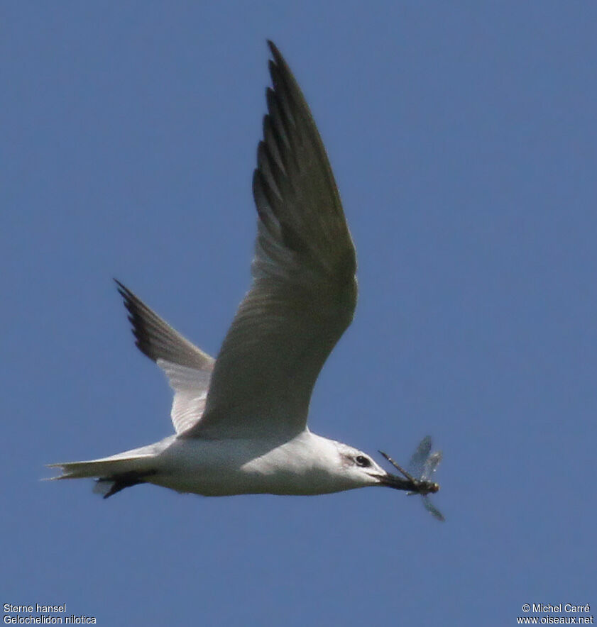 Gull-billed Tern, Flight