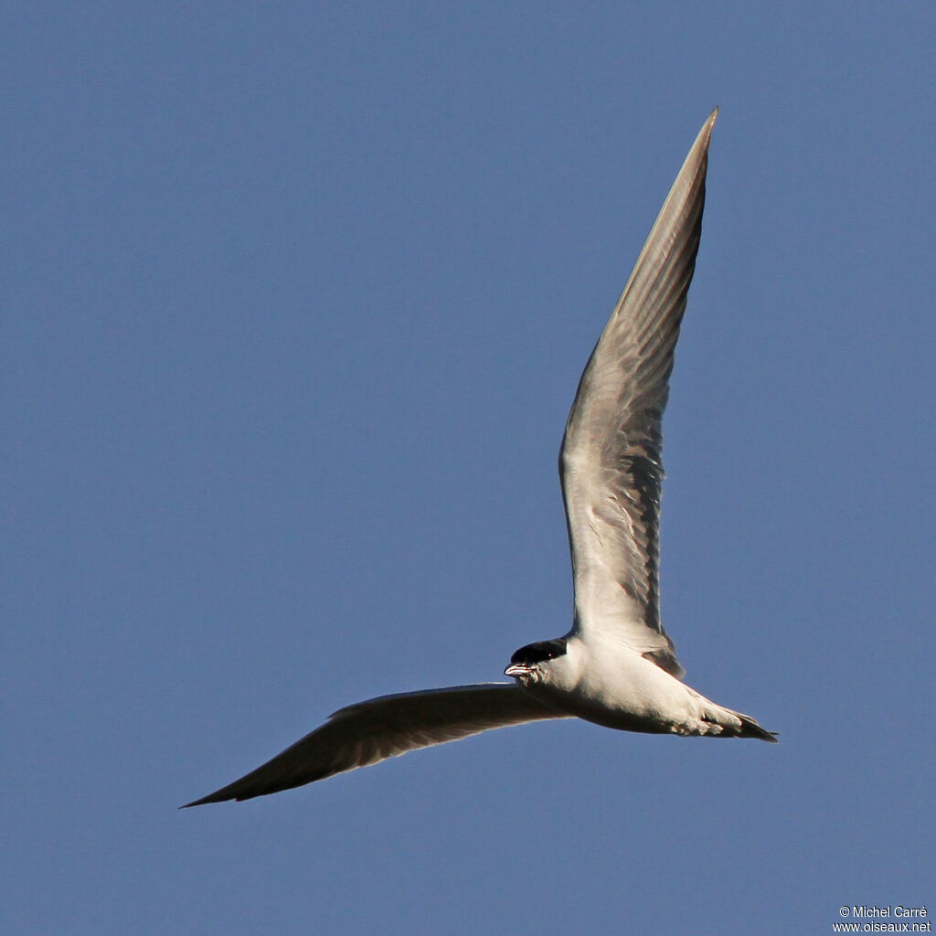 Gull-billed Tern