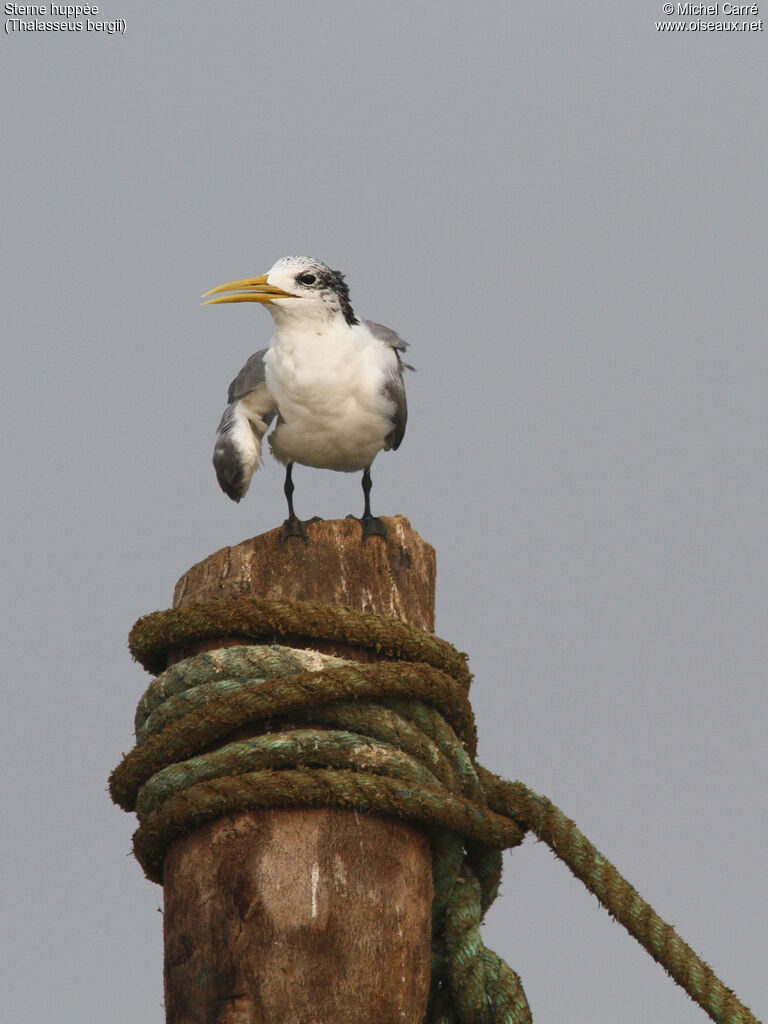 Greater Crested Ternadult post breeding