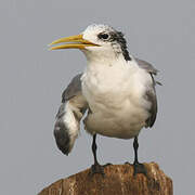 Greater Crested Tern