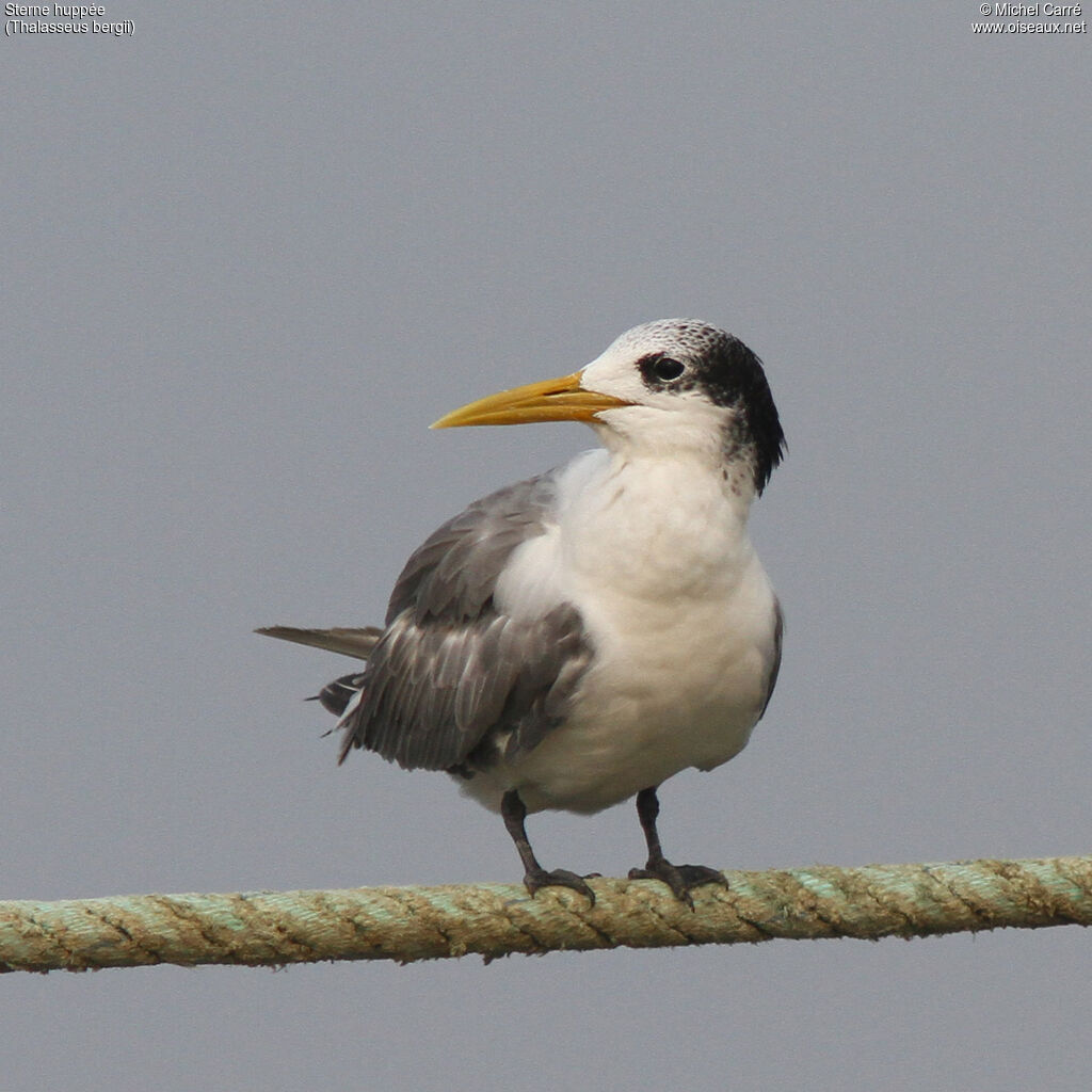 Greater Crested Ternadult post breeding