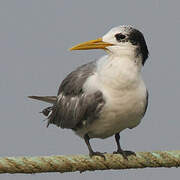 Greater Crested Tern