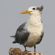 Greater Crested Tern