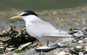 Little Tern