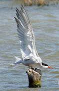 Common Tern