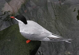 Common Tern