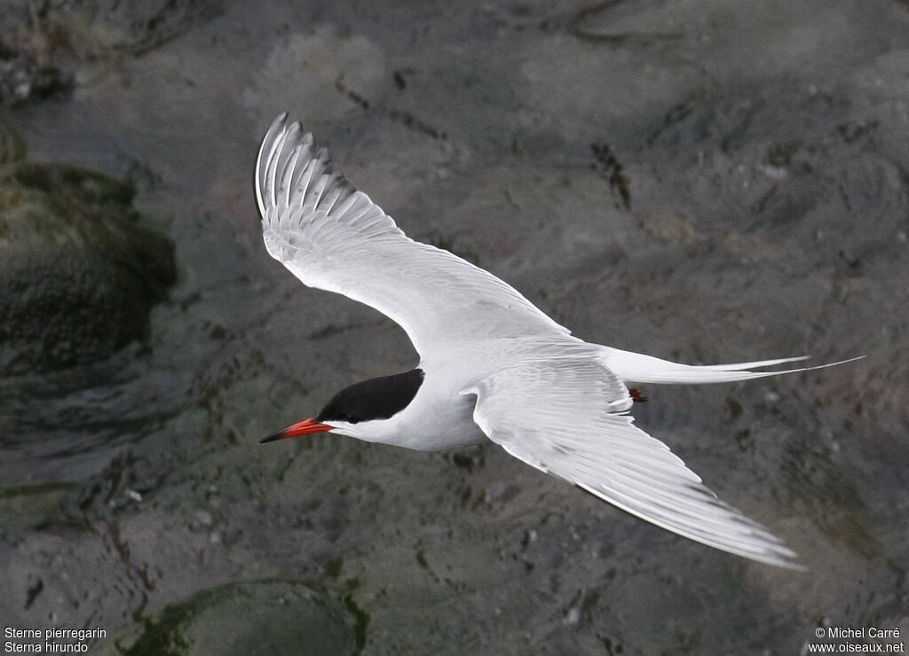 Common Tern, Flight