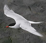 Common Tern