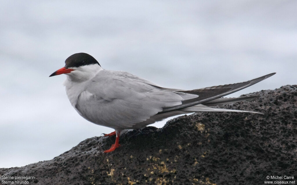 Common Tern