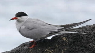 Common Tern