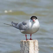 Common Tern