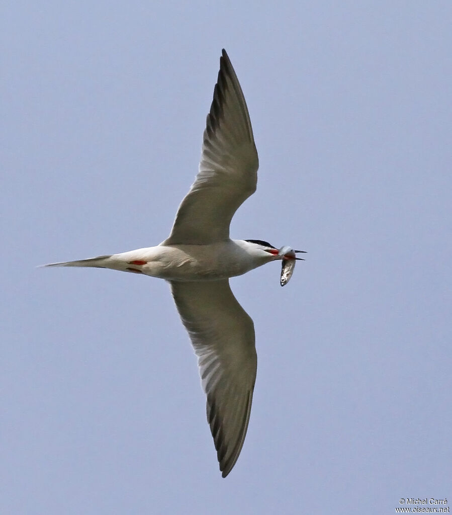 Common Ternadult, Flight, feeding habits