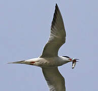 Common Tern