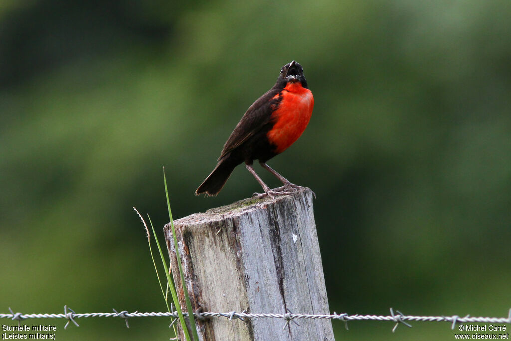 Red-breasted Meadowlark male adult breeding