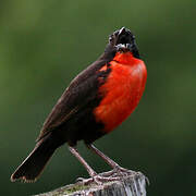 Red-breasted Meadowlark