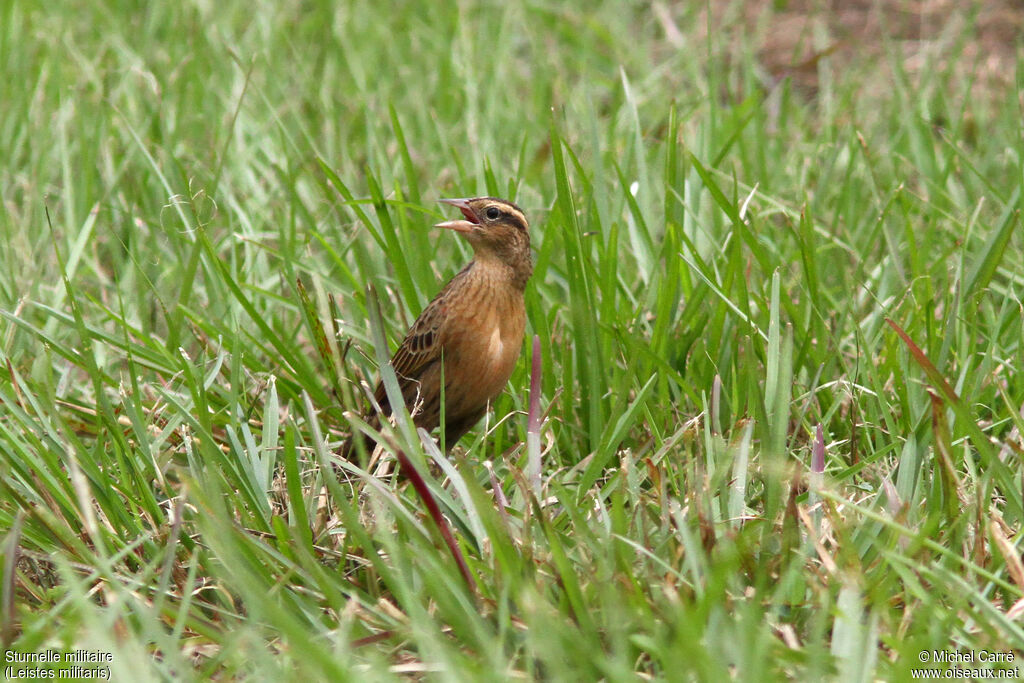 Red-breasted Blackbird female adult