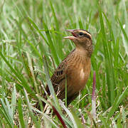 Red-breasted Meadowlark