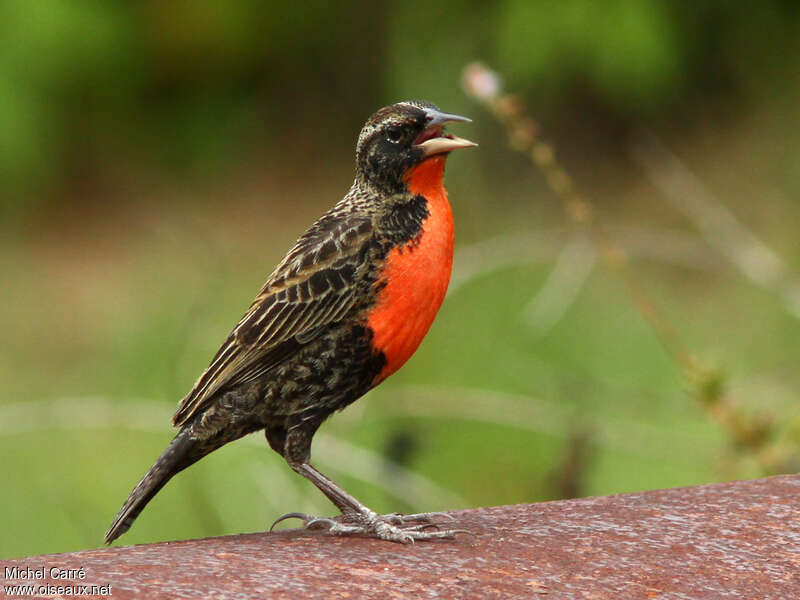 Red-breasted Blackbird male adult post breeding, identification