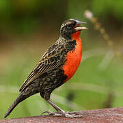 Red-breasted Blackbird