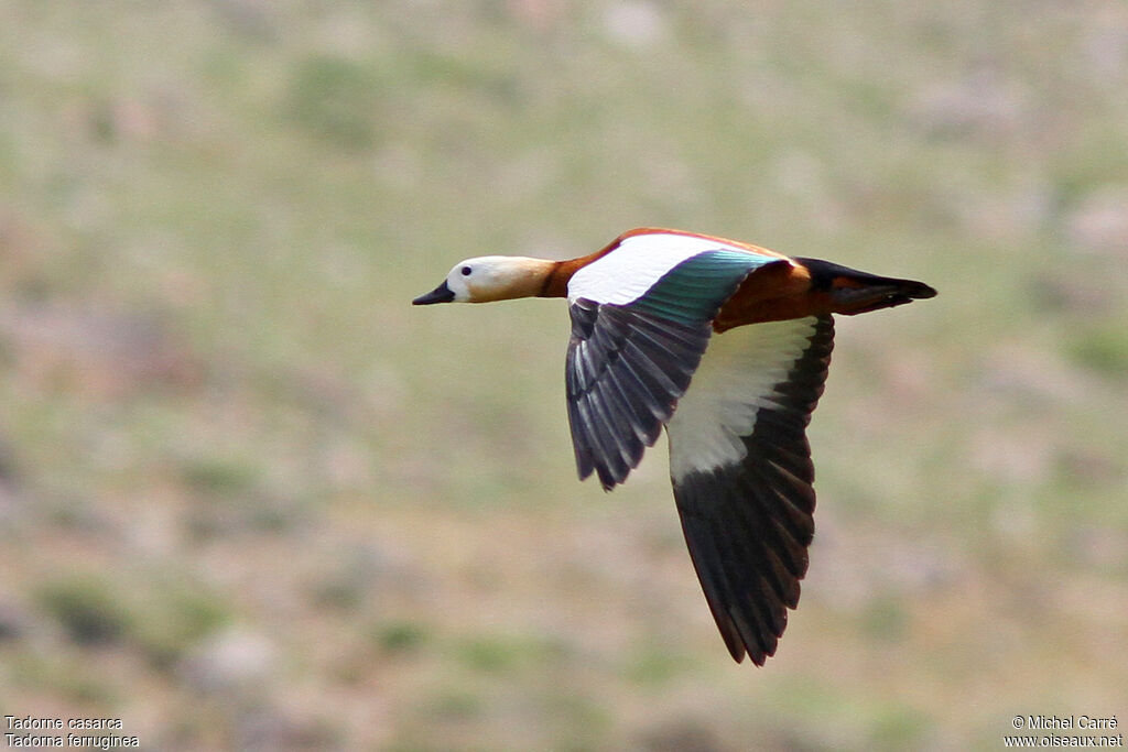 Ruddy Shelduck, Flight