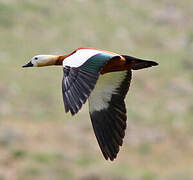 Ruddy Shelduck