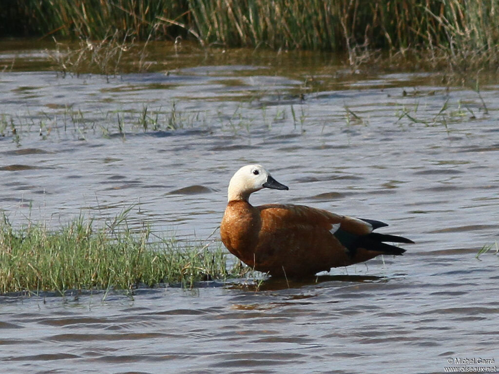 Ruddy Shelduck