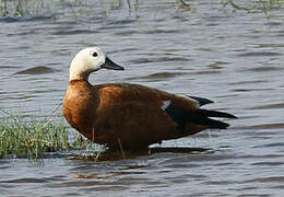 Ruddy Shelduck