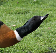 Australian Shelduck