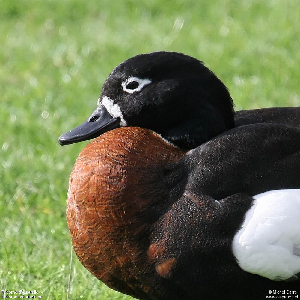 Australian Shelduck female adult