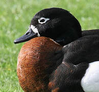 Australian Shelduck