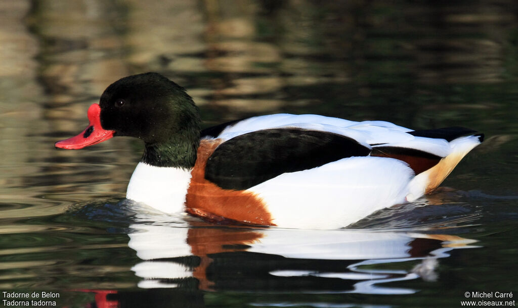 Common Shelduck male adult