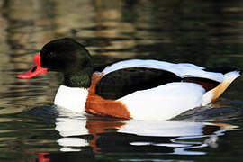 Common Shelduck