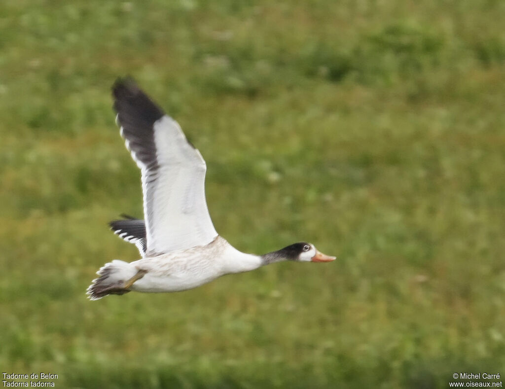 Common Shelduckjuvenile, Flight