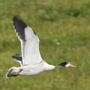 Common Shelduck