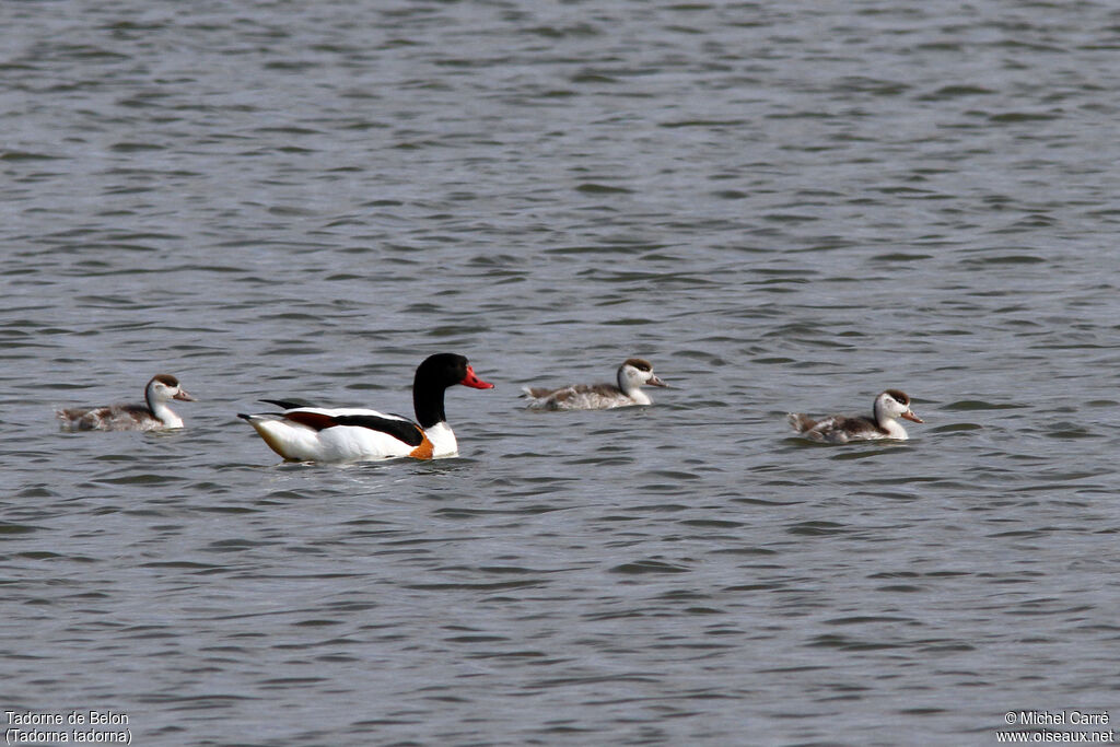 Common Shelduck