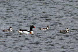 Common Shelduck