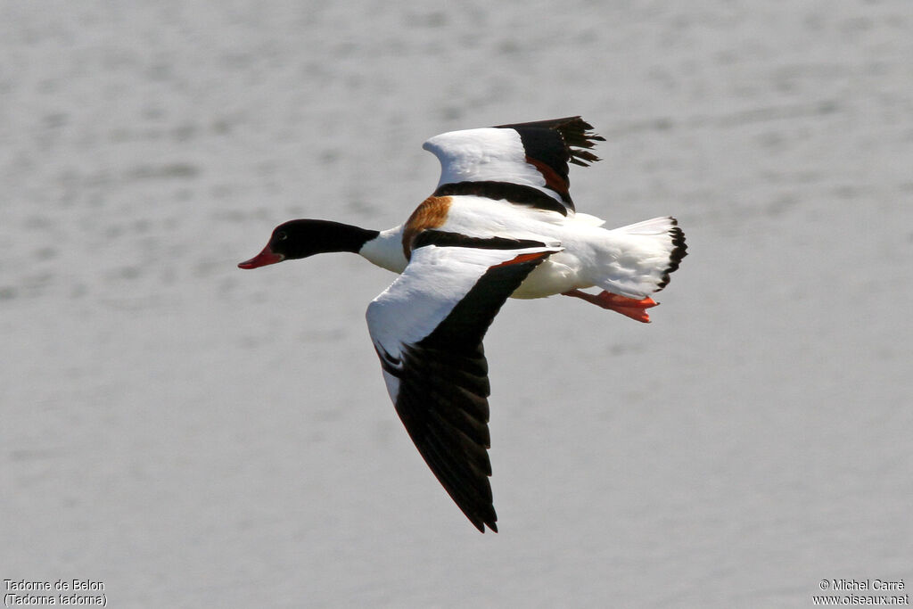 Common Shelduck