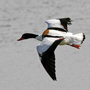 Common Shelduck