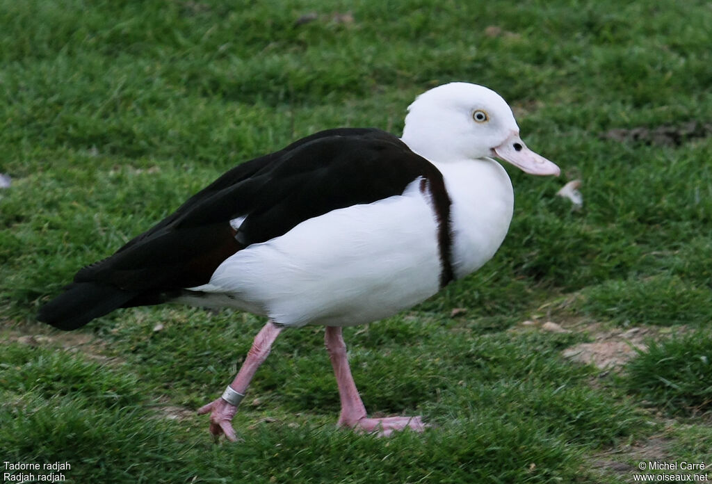 Radjah Shelduckadult