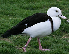 Radjah Shelduck