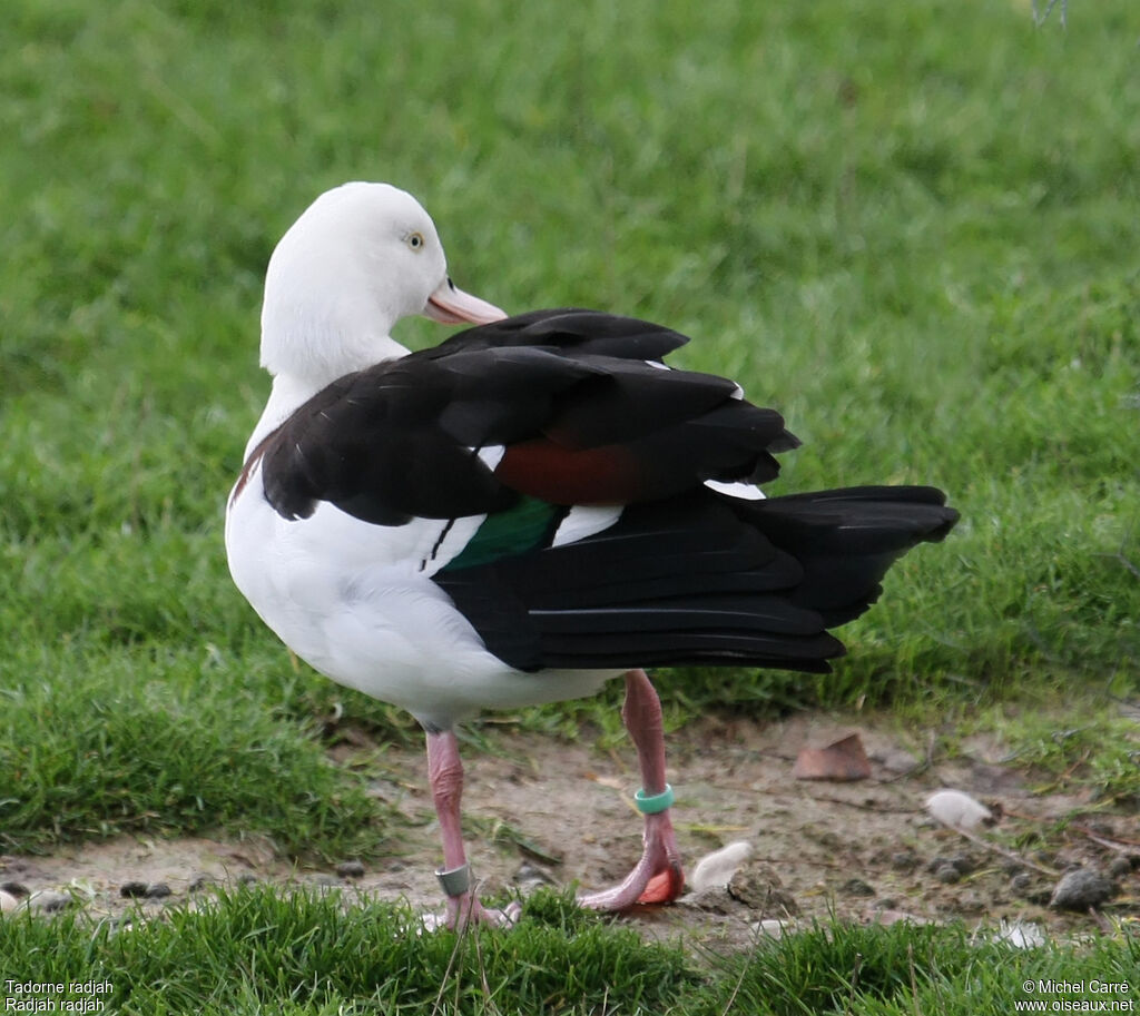 Radjah Shelduckadult