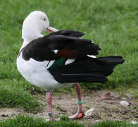 Raja Shelduck