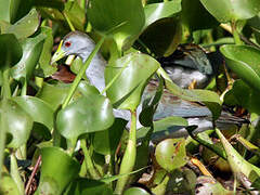 Azure Gallinule