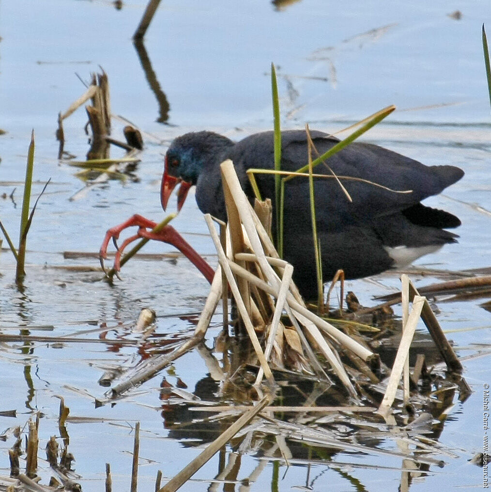 Western Swamphenadult