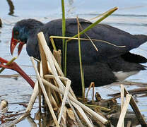 Western Swamphen