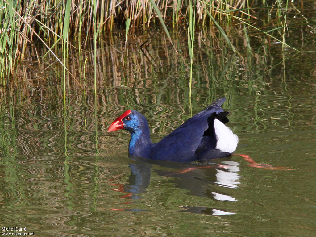 Western Swamphenadult, swimming