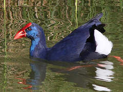 Western Swamphen